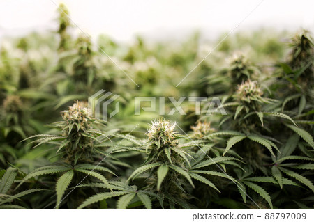 cannabis spoil on top of marijuana tree for alternative medicine science lab 88797009