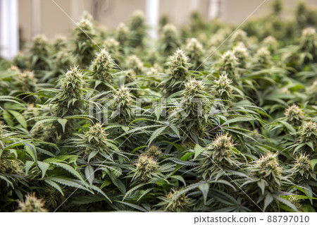 Cannabis marijuanna in scientific research labs to create natural herbal medicines 88797010