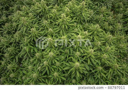 lab canabis glasshouse planting to making medicine 88797011