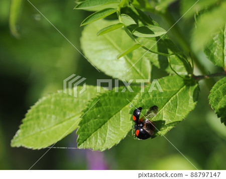 Ladybugs with open wings 88797147