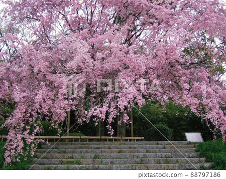 Cherry blossoms in Kyoto Hanki Road Cherry blossoms in Kyoto Hanki Road 88797186