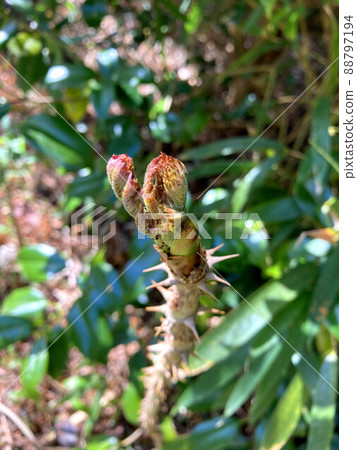Taranoki 88797194