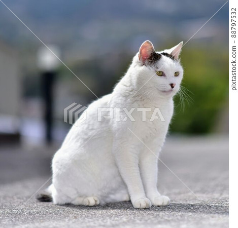 日本短尾貓 日本貓步 88797532