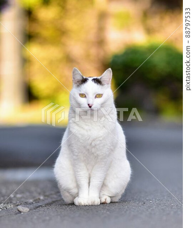 日本短尾貓 日本貓步 88797533