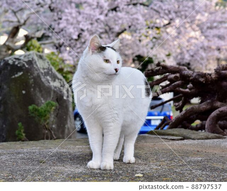 日本短尾貓 日本貓步 日本短尾貓 日本貓步 88797537