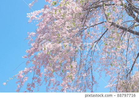 神奈川縣親友之森垂枝櫻花[藍天背景] 88797716
