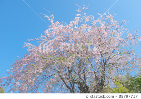 神奈川縣親友之森垂枝櫻花[藍天背景] 88797717