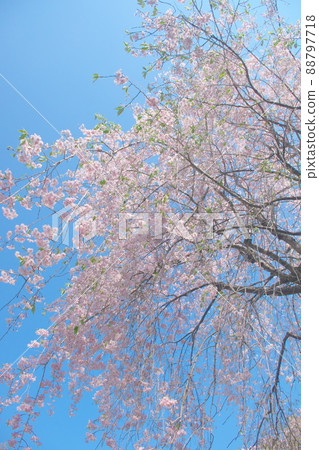神奈川縣親友之森垂枝櫻花[藍天背景] 88797718