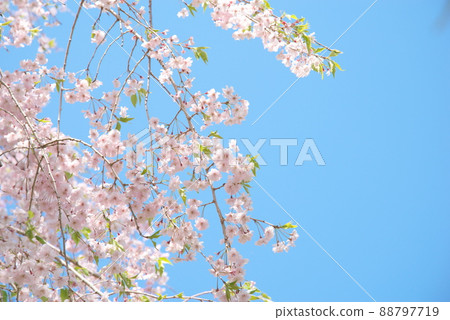 神奈川縣親友之森垂枝櫻花[藍天背景] 88797719