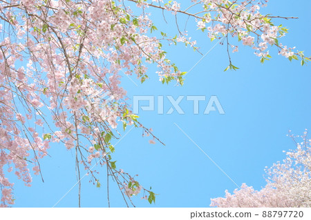 Kanagawa Prefecture Fureai no Mori Weeping Cherry Blossoms [Blue Sky Background] 88797720