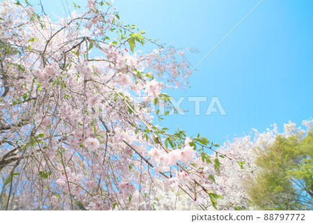 神奈川縣親友之森垂枝櫻花[藍天背景] 88797772