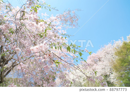 神奈川縣親友之森垂枝櫻花[藍天背景] 88797773