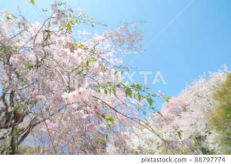 神奈川縣親友之森垂枝櫻花[藍天背景] 88797774