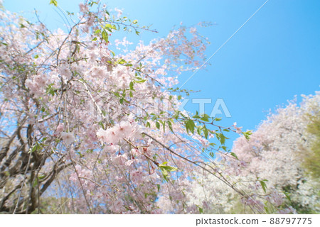 Kanagawa Prefecture Fureai no Mori Weeping Cherry Blossoms [Blue Sky Background] 88797775