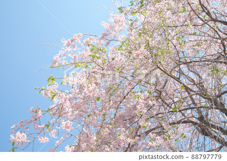 神奈川縣親友之森垂枝櫻花[藍天背景] 88797779