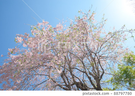 神奈川縣親友之森垂枝櫻花[藍天背景] 88797780