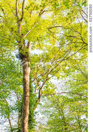 仰望一棵大樹的新鮮綠色 仰望一棵大樹的新鮮綠色 88798080