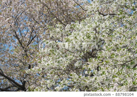 Sakura Oshima in Fureai no Mori, Kanagawa Prefecture [Yoshino cherry tree background] 88798104