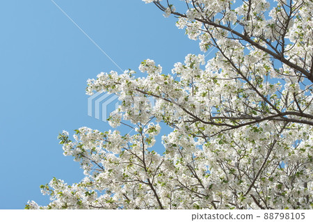Oshima Sakura in Fureai no Mori, Kanagawa Prefecture [Blue sky background] 88798105