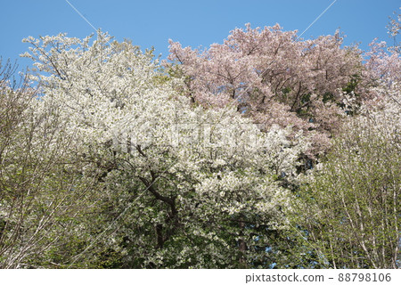 Oshima Sakura in Fureai no Mori, Kanagawa Prefecture [Blue sky background] 88798106