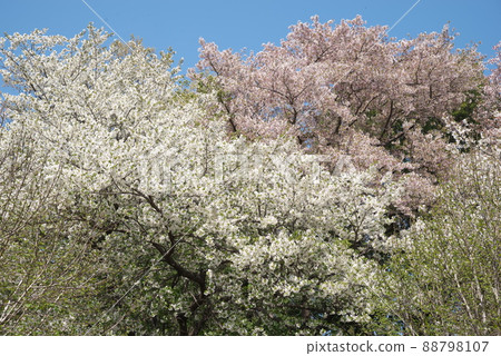 Oshima Sakura in Fureai no Mori, Kanagawa Prefecture [Blue sky background] 88798107