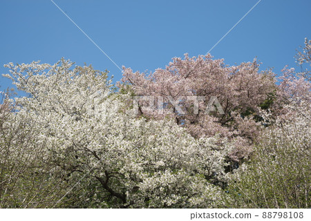 神奈川縣交合之森的大島櫻花[藍天背景] 88798108
