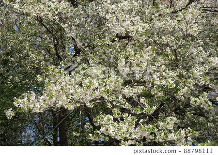 Oshima Sakura in Fureai no Mori, Kanagawa Prefecture Oshima Sakura in Fureai no Mori, Kanagawa Prefecture 88798111