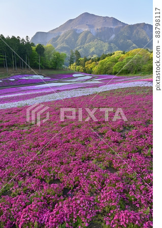 Flowering Shibazakura no Oka and Mt. Buko in Hitsujiyama Park, Chichibu City 88798117