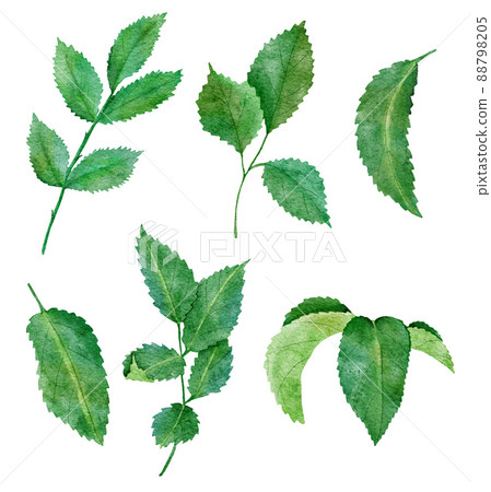 Watercolor hand drawn illsutration of green leaves, rose leaf greenery, spring summer design for natural botanic concept print. Elegant plant branches with vibrant colors. 88798205