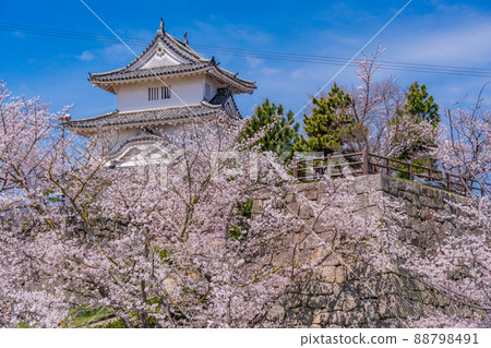 (香川縣)櫻花盛開的丸龜城 (香川縣)櫻花盛開的丸龜城 88798491