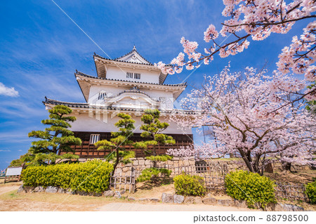 (Kagawa Prefecture) Marugame Castle where cherry blossoms bloom (Kagawa Prefecture) Marugame Castle where cherry blossoms bloom 88798500