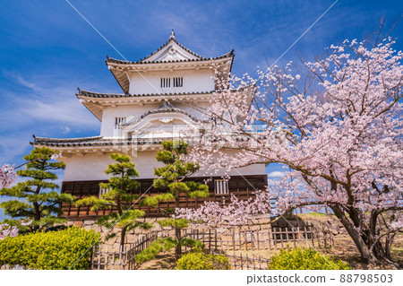 (Kagawa Prefecture) Marugame Castle where cherry blossoms bloom (Kagawa Prefecture) Marugame Castle where cherry blossoms bloom 88798503