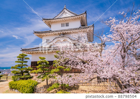 (Kagawa Prefecture) Marugame Castle where cherry blossoms bloom 88798504