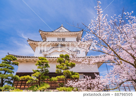 (Kagawa Prefecture) Marugame Castle where cherry blossoms bloom (Kagawa Prefecture) Marugame Castle where cherry blossoms bloom 88798505