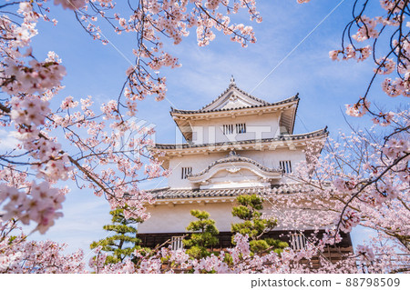 （香川縣）櫻花盛開的丸龜城 88798509