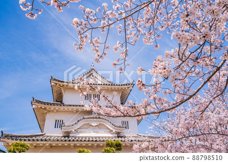 （香川縣）櫻花盛開的丸龜城 88798510