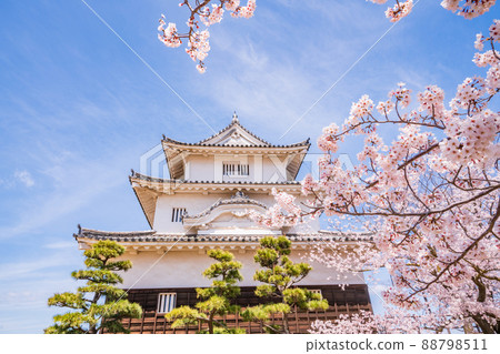 （香川縣）櫻花盛開的丸龜城 88798511