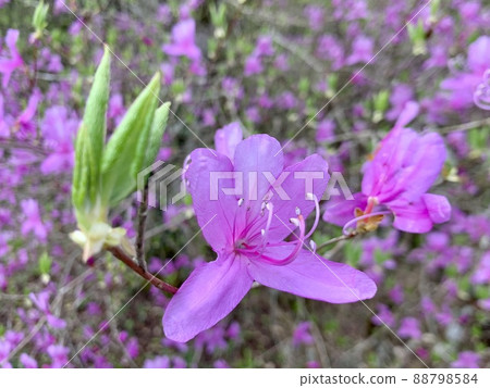 Azalea Azalea 88798584