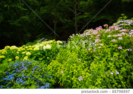 《Kobe City》 Botanical garden located in the mountains Nunobiki Herb Garden / 88798897