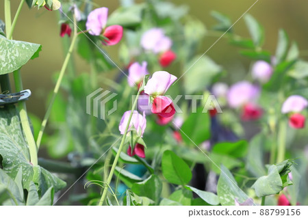豌豆花 豌豆花 88799156