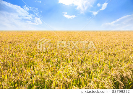 秋季藍天下壹望無際待收割的水稻 88799252