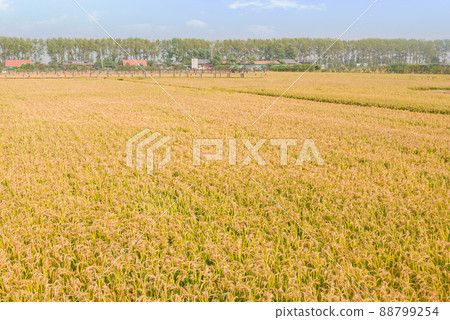 The endless rice waiting to be harvested under the blue sky in autumn The endless rice waiting to be harvested under the blue sky in autumn 88799254