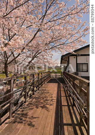 田原故鄉公園的櫻花<<秦野市>> 田原故鄉公園的櫻花<<秦野市>> 88799344