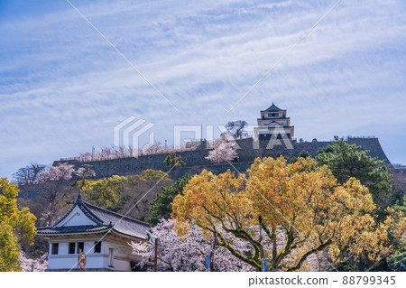 (Kagawa Prefecture) Marugame Castle, which boasts the best stone wall in Japan, Spring 88799345