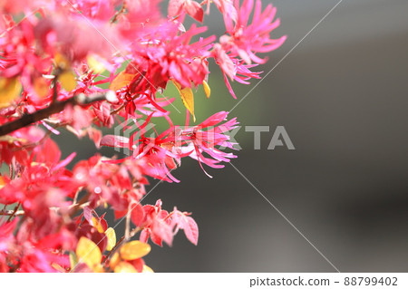 Safflower Tokiwa Mansaku (Safflower Tokiwamansaku) flower 88799402