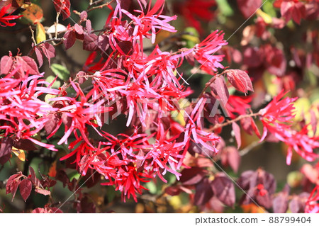 Safflower Tokiwa Mansaku (Safflower Tokiwamansaku) flower 88799404