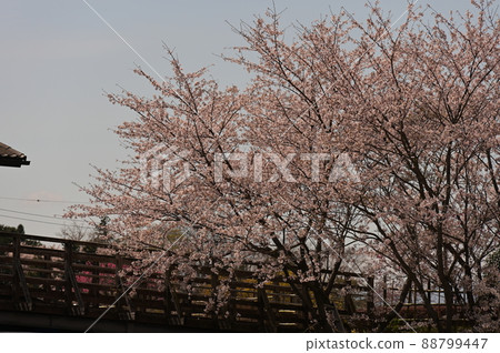 Sakura in Tahara Furusato Park << Hadano City >> 88799447