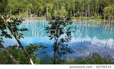 在北海道美瑛鎮的白色藍塘 在北海道美瑛鎮的白色藍塘 88799558
