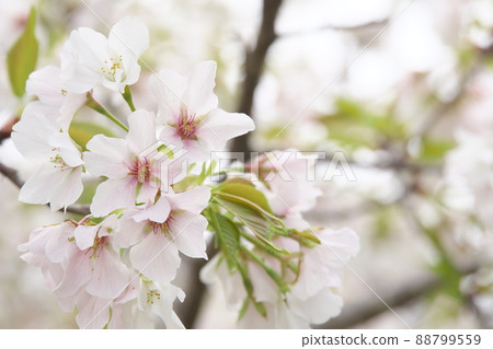 Oshima Sakura in Sagamihara Park Seseragi-no-en district Oshima Sakura in Sagamihara Park Seseragi-no-en district 88799559