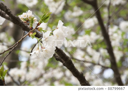 相模原公園的野櫻花和綠葉【綠色背景】 88799667